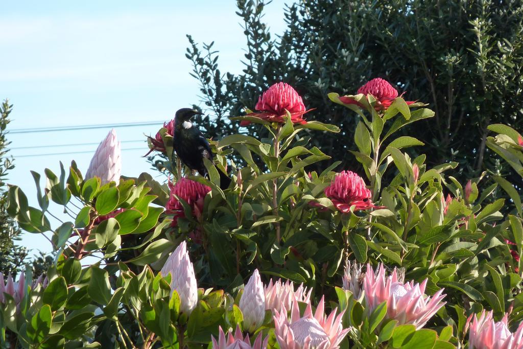 The Green House B&B Whitianga Extérieur photo